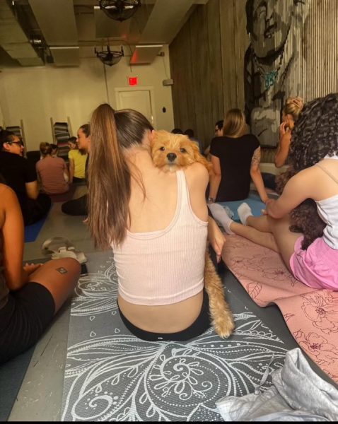 Puppy Yoga at Brassy Buddha in Downtown Westfield.